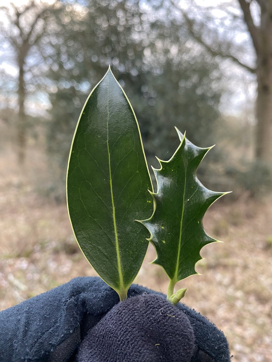 If Holly (Ilex aquifolium) finds its leaves are being nibbled by deer, it switches genes on to make them spiky when they regrow. So on taller Holly trees, the upper leaves (which are out of reach) have smooth edges, while the lower leaves are prickly 🤙