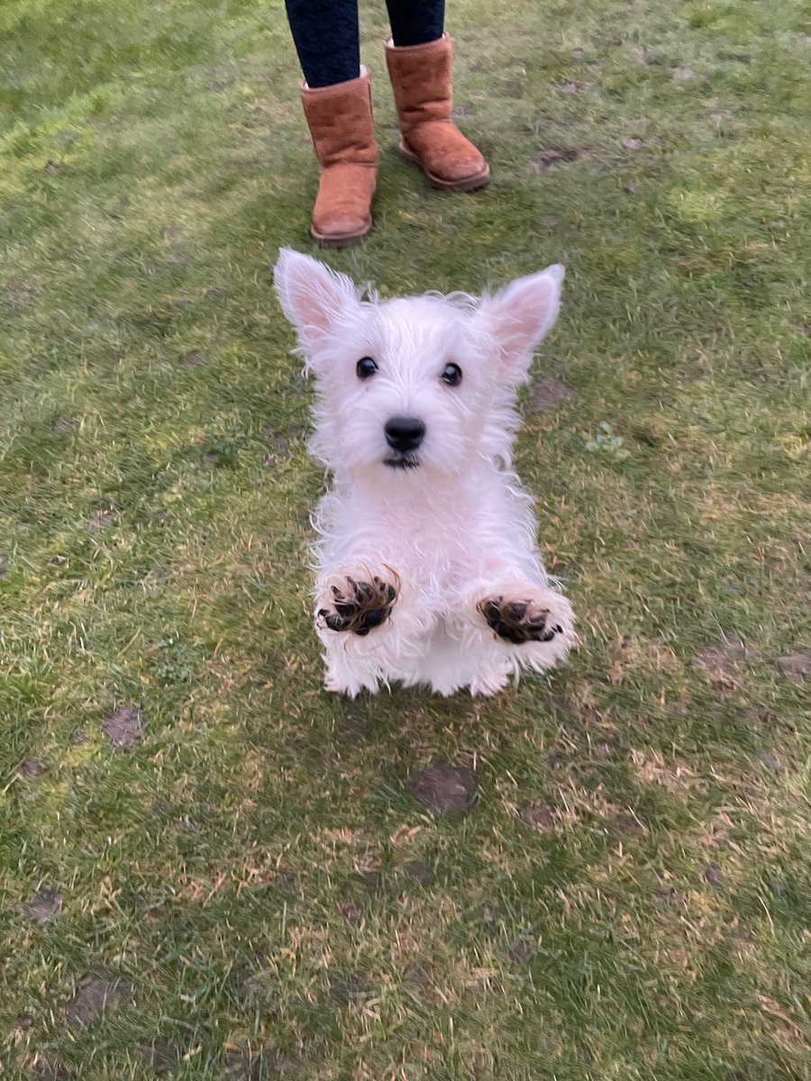 Roundhay Year 2 tweet media