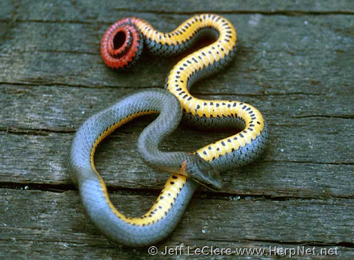 slitheringdemon tweet picture