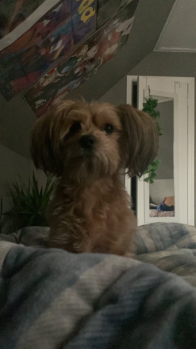 DoggoNinaa's tweet photo. hey https://t.co/pUbTwUSsmi