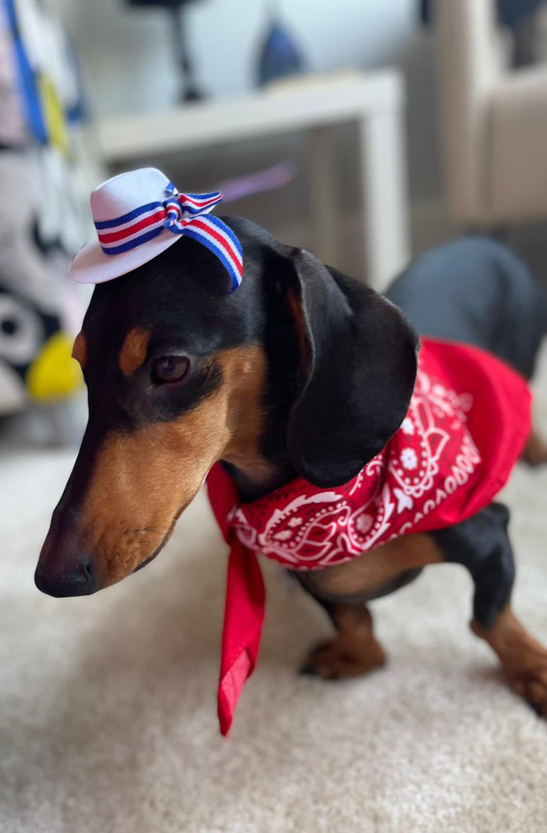 Tokio, Dachshund de <a href="/AnjaBrenes/">Anja Brenes</a>