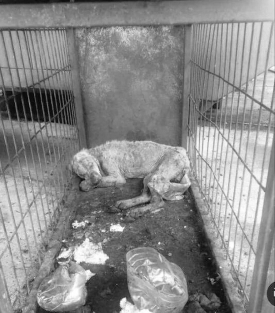 Ayşe Tüylüoğlu tweet media