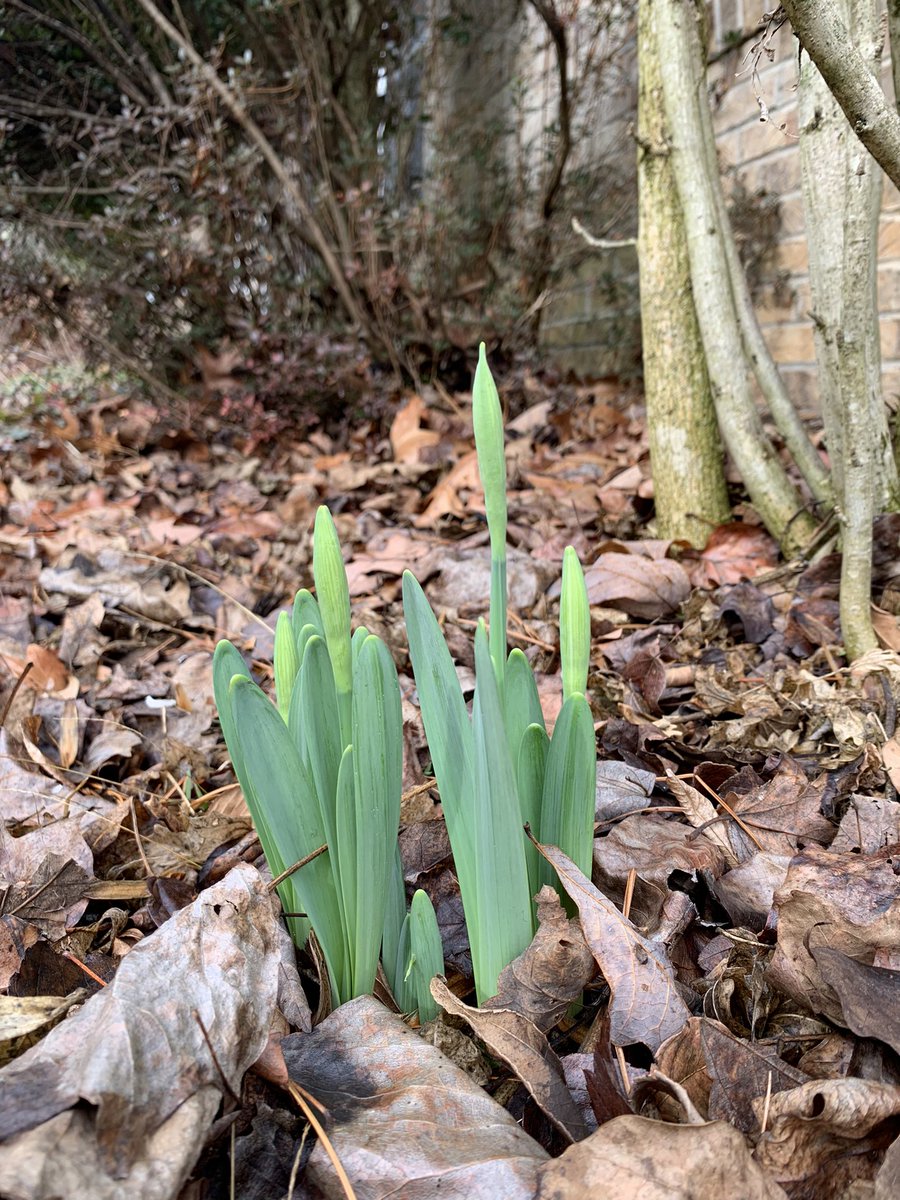 katiewadington's tweet image. How warm has western NC been this month? It is Dec. 30, and the daffodils are rising.