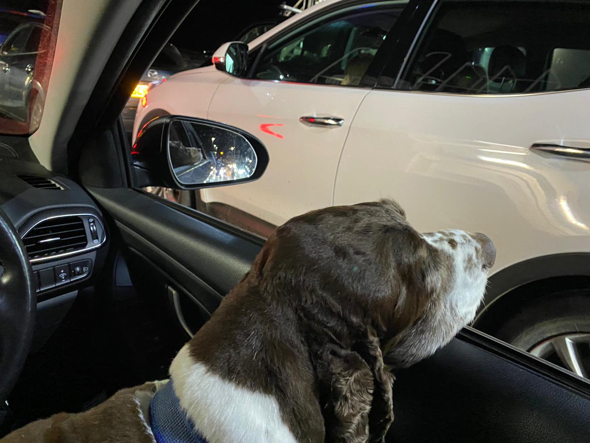 Brodie enjoying his journey home on  <a href="/Western_Ferries/">Western Ferries</a> looking to see if any of your lovely staff have biscuits 🦴🍪