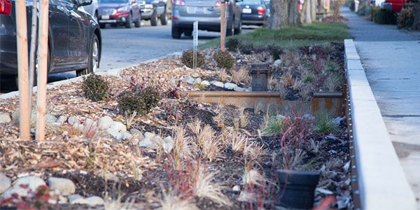SeattleSPU's tweet photo. Roadside #raingardens! With partners like @seattledot we build planting strips that separate the street and sidewalk to collect #stormwater. This creates a natural #drainage system that prevents overflows from harming wildlife and swimmers. https://t.co/Z60ckOJeqP #shapeourwater https://t.co/WzzqffiqiP