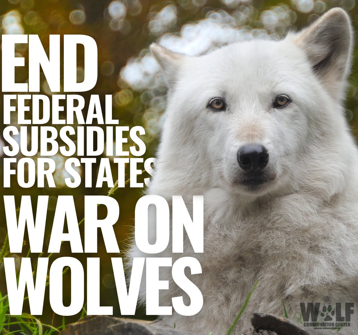 meliorist59's tweet photo. #IStandWithWolves
#GodPutThemHereForAReason
OK for those idiots who d understand how ecosystems work. Kill off an apex predator, you get a huge boom in deer. Some idiotic hunters think it's a good thing. More deer for their AK-47s BUT IT'S NOT.
#ResistanceUnited
#VetsResist https://t.co/4BMq5vShzW