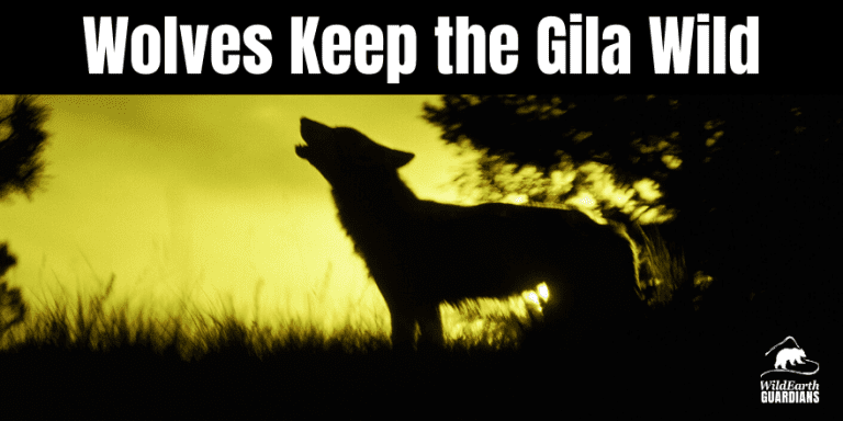 meliorist59's tweet photo. #IStandWithWolves
#GodPutThemHereForAReason
OK for those idiots who d understand how ecosystems work. Kill off an apex predator, you get a huge boom in deer. Some idiotic hunters think it's a good thing. More deer for their AK-47s BUT IT'S NOT.
#ResistanceUnited
#VetsResist https://t.co/4BMq5vShzW