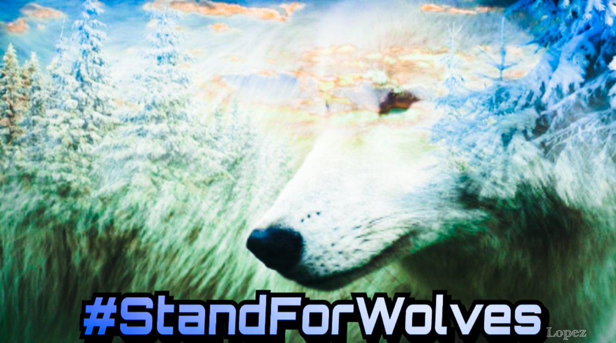 meliorist59's tweet photo. #IStandWithWolves
#GodPutThemHereForAReason
OK for those idiots who d understand how ecosystems work. Kill off an apex predator, you get a huge boom in deer. Some idiotic hunters think it's a good thing. More deer for their AK-47s BUT IT'S NOT.
#ResistanceUnited
#VetsResist https://t.co/4BMq5vShzW