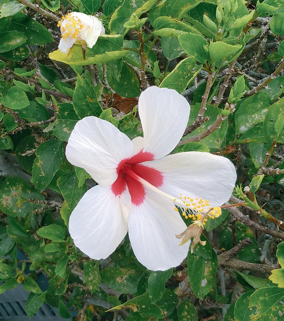 تويتر Kin San على تويتر 自分の今年の漢字 零 何もしないじゃない Zeroから始めて 新しいことやっだ Something Become Nothing This Year But Still Keep Hope 今の感じ ありがとう ごめんね 心配しないで 大丈夫って言えるよ 一人じゃない