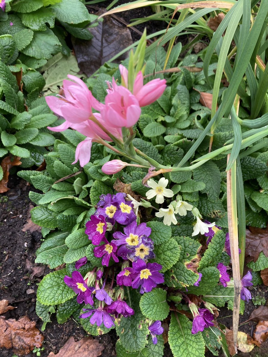 Such colour, for late December