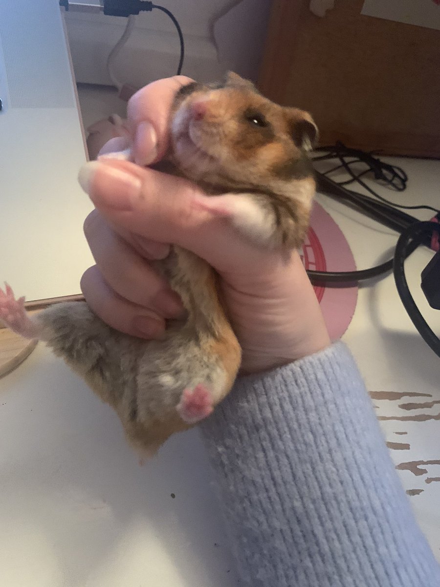 hamsterdotcom_'s tweet image. When u get snatched for trying to climb into a tea