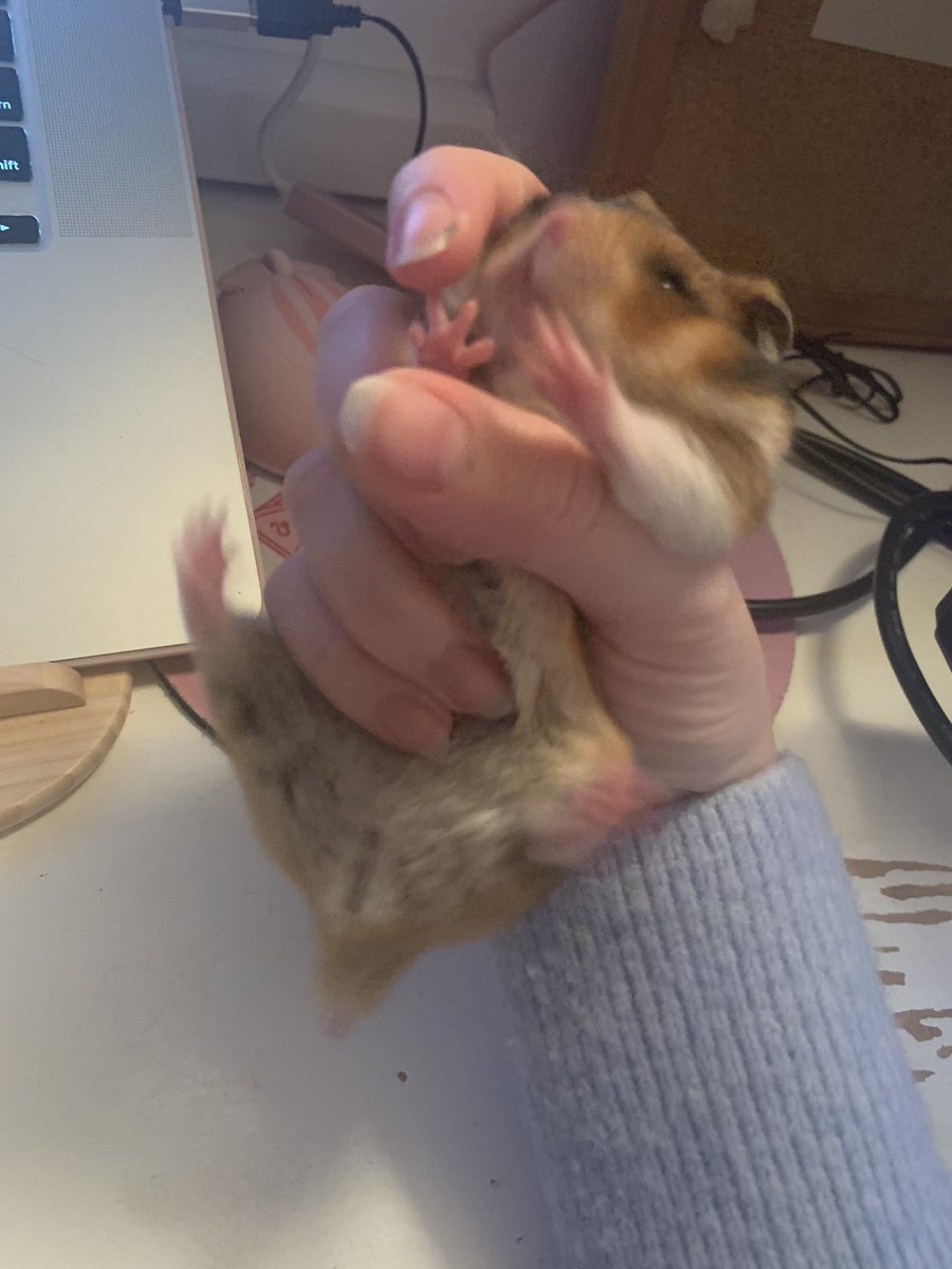 hamsterdotcom_'s tweet image. When u get snatched for trying to climb into a tea