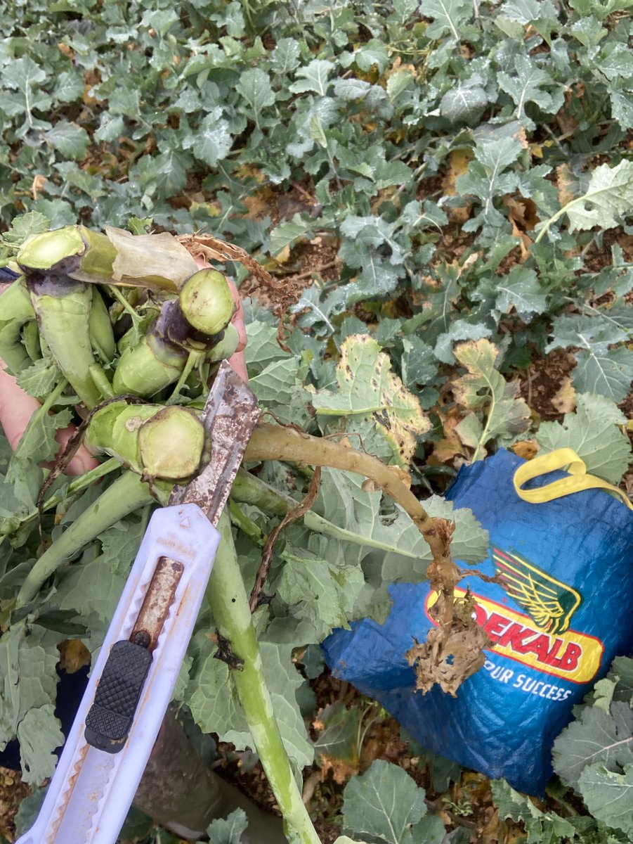 BONNIN1402's tweet photo. Est ce une pesée :
-Entrée Hiver @CMOnord
-Sortie Hiver @terresinovia
-Milieu d’été @OlivierCOSTE2 ?
Ou tout simplement un #frigo vide en période de fêtes réglé à 13.7 degrés?
#ImageIT #FertilisationAzotée https://t.co/0ImDP4f2g9