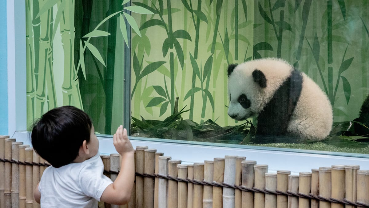 TODAYonline's tweet photo. Hundreds throng to public unveiling of first giant panda cub born in Singapore https://t.co/GXzjeZpTK0 https://t.co/SkWlFCZT7X