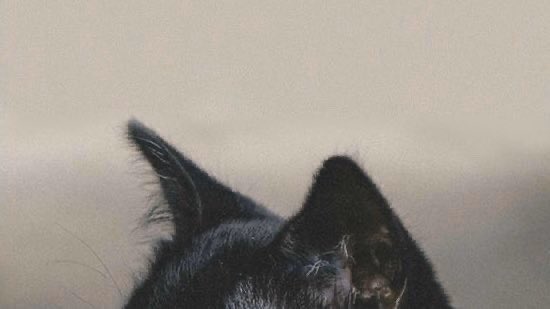 bam_1917's tweet image. Buckitty