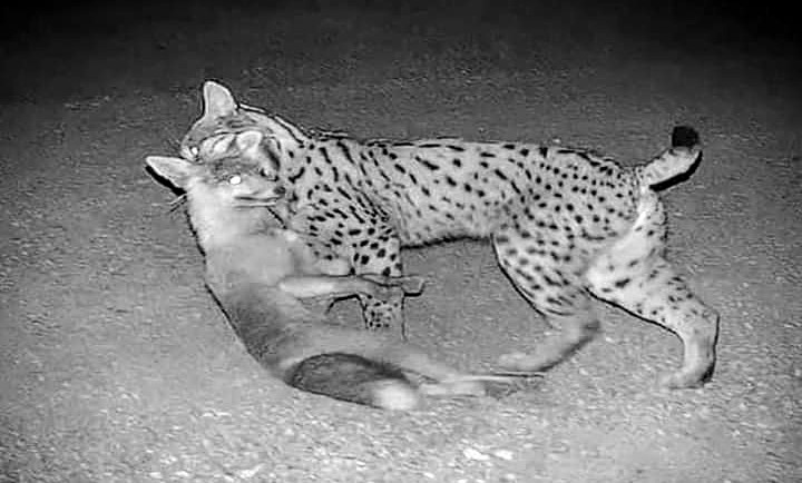 jrngbcn's tweet photo. "El lince no tolera a ningún otro cazador en su terreno, y ataca perros, zorros ,ginetas e incluso nutrias. Es enemigo natural del zorro, y donde el lince abunda , el zorro escasea o desaparece " Dr Valverde.
Lice ibérico matando a un zorro.
📷 Juan Carlos Marquez.
⬇️ https://t.co/YTxJYf6ihb