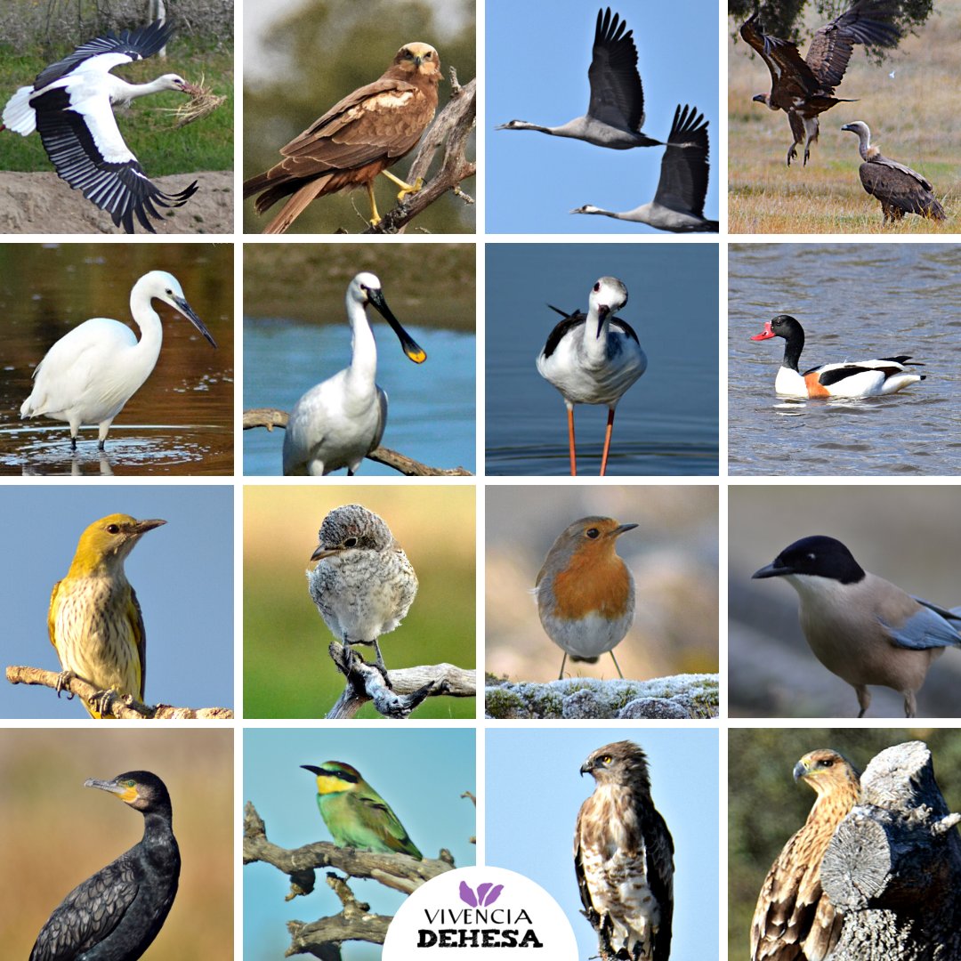 Vivencia_dehesa's tweet photo. Conoce las aves que conviven con nosotros en Valdepajares de Tajo y las que nos visitan a lo largo del año. Entra en el enlace "Especies en la dehesa" 👇  https://t.co/bB6FSUdKwR 

Primer Área Privada de Interés Ecológico de Extremadura. https://t.co/PxrlkwRbzw