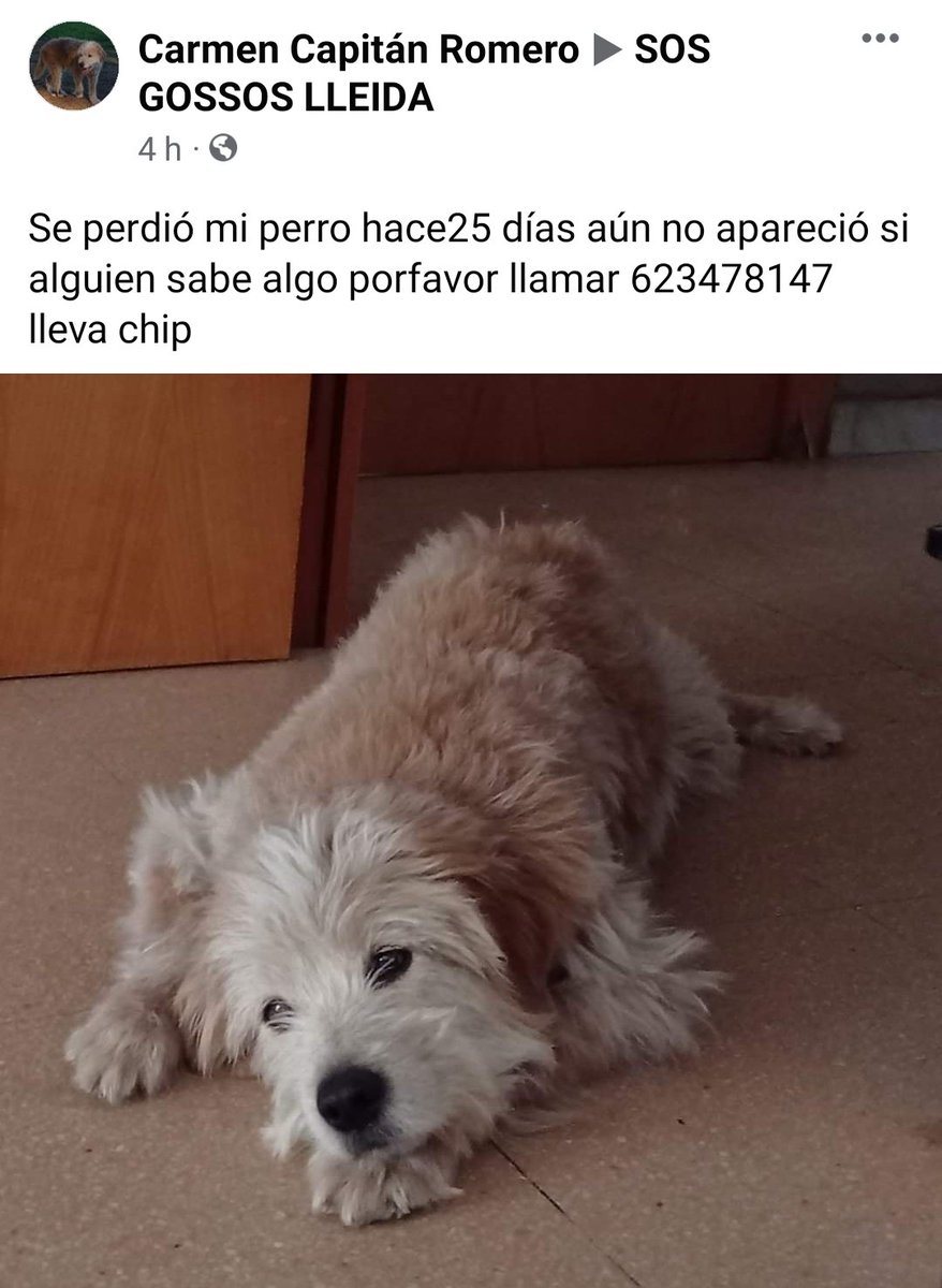 facebook.com/groups/2350100…

#XarxaLleidaPerduts