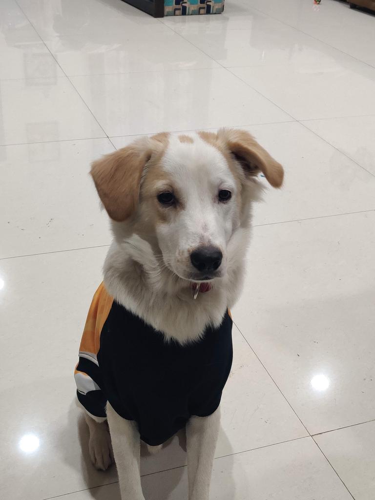 tomvipin's tweet photo. @KithRags #lovemyindie He's the best, his name is Enzo https://t.co/gZCjROsp5t