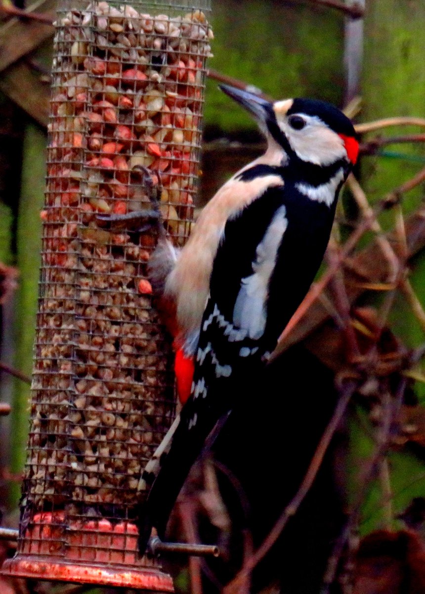 My wee back garden in Livingston is a HIVE of activity today,Siskin,Greenfinch,Bullfinch,GSW,Redpoll,Goldfinch,Chaffinch,Jackdaw,Magpie,Collared Dove,Wood Pigeon,Robin,Blackbird,Dunnock etc ! <a href="/Scots_Wildlife/">Garden Wildlife Scotland 🏴󠁧󠁢󠁳󠁣󠁴󠁿🦇🦋🐝🐸🦔</a> <a href="/RSPBScotland/">RSPB Scotland</a> <a href="/DrAmirKhanGP/">Dr Amir Khan GP</a> <a href="/stevenr90947134/">Steven R</a> <a href="/ASPaton/">Andy Paton @andypaton.bsky.social</a> <a href="/GaryBlack1970/">🏴󠁧󠁢󠁳󠁣󠁴󠁿 Gary Black 🏴󠁧󠁢󠁳󠁣󠁴󠁿</a>