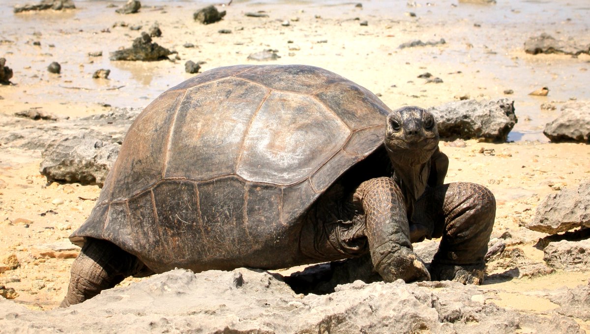 iotaseychelles's tweet photo. When the paparazzi shows up, strike a pose #tortoisethursday #bluesteel
#aldabratortoise
#seychelles https://t.co/fcWxi50F2D