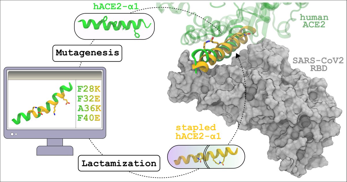 atanuchem48's tweet photo. New preprint from @Chakrabarti_Lab with @ASHACHOUDHURY1 on computational design of peptide therapeutics against SARS-CoV-2. The binding of stapled peptides derived from hACE2 with RBD of SARS-CoV-2 has been studied to predict a potential therapeutic.
https://t.co/LtKhtSlVTq https://t.co/WWL0FguPkj