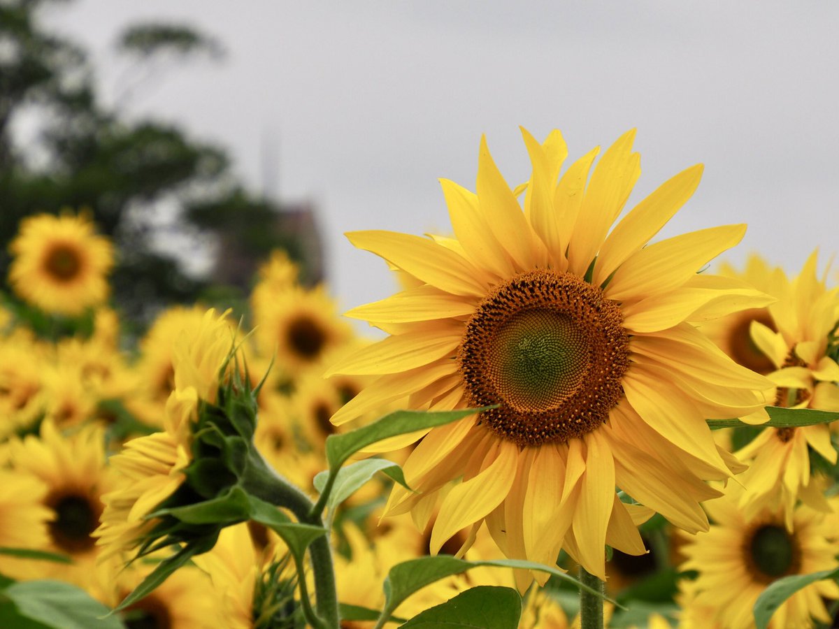 Dave Butler tweet media