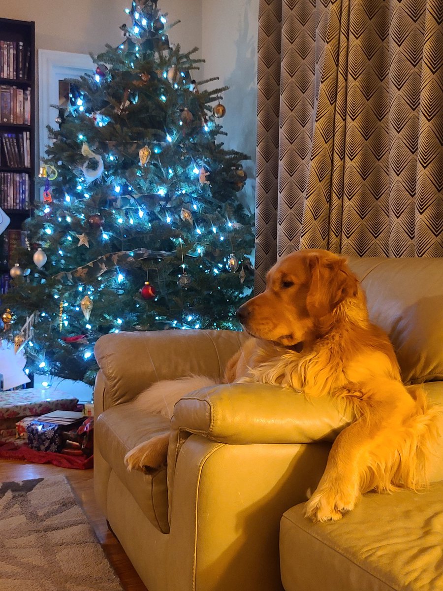 OliverJ45751384's tweet photo. #SEAMODogDaysofDecember #HarryTheDogWhoLived
This handsome chap is Harry. Harry is a lap dog who loves to roll in the snow. In the goodest dog competition Harry shoots for adequate, he like the wriggle room for mischief https://t.co/AYd51CKUrt