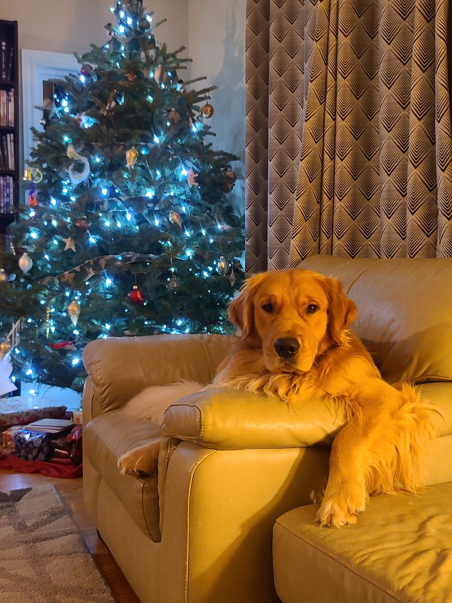 OliverJ45751384's tweet photo. #SEAMODogDaysofDecember #HarryTheDogWhoLived
This handsome chap is Harry. Harry is a lap dog who loves to roll in the snow. In the goodest dog competition Harry shoots for adequate, he like the wriggle room for mischief https://t.co/AYd51CKUrt