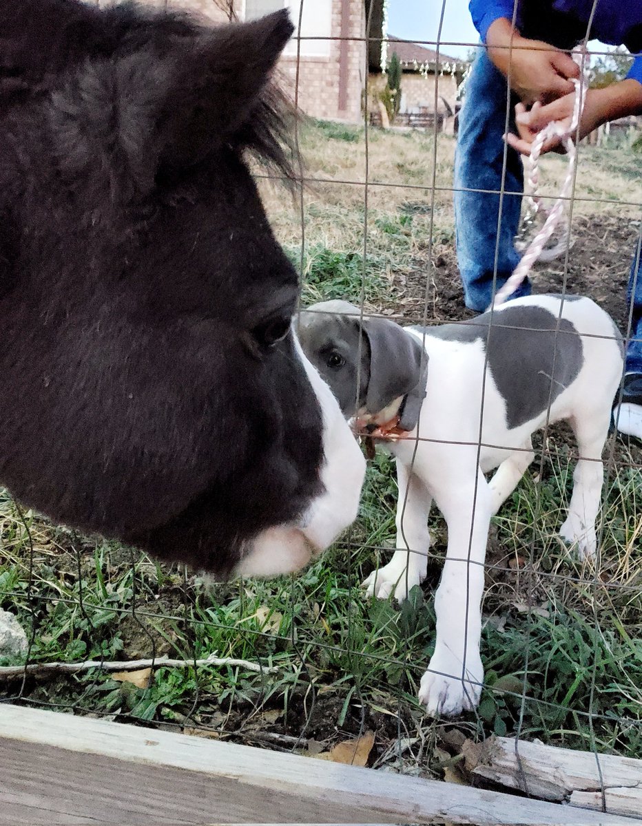 TheCre8iveChick's tweet photo. #TBThursday when Skye and Hot Fudge Sundae became friends a year ago... Now they're the same size and are obsessed with each other 🥰
Follow us for more #cutenessOVERLOAD
#enjoythelittlethings #friendship #puppy #Bestfriends #Throwback2021 #FolloMe #mini #horse #greatdane https://t.co/WX6mphmLqY