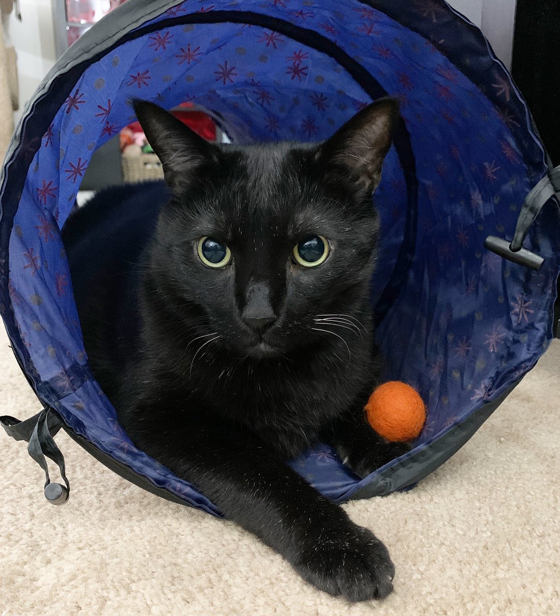 Happy #pantherthursday! 🐈‍⬛ Here I am in my pawesome tunnel, hanging out with the prey that I caught! 😹😹😹

#CatsOfTwitter #catsofinstagram