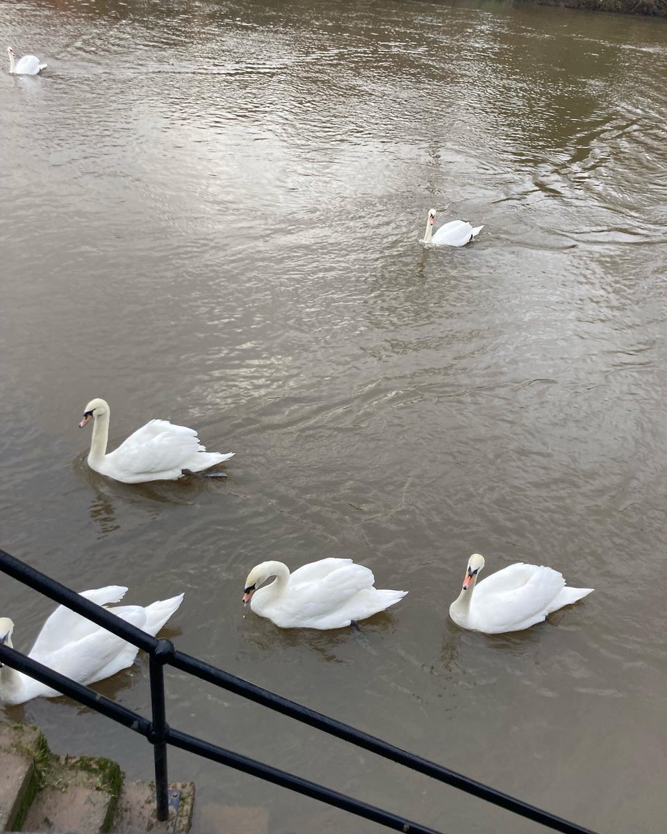 SammyConnell1's tweet photo. Sometimes a stroll by the river and a chat to some ducks 🦆 is all you need 💛 #dustingoffthecobwebs https://t.co/2Hfdy7SO7Z