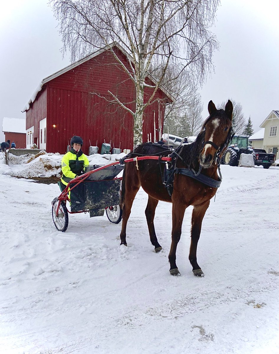 mlarsgard's tweet photo. Diamond Ace 💎 e. Flocki d’Aurcy 

Att äga en så cool häst är overkligt. Otroligt snäll och väldigt lik sin mamma! #DiamondAce @AurcyD https://t.co/02PPatzBjX