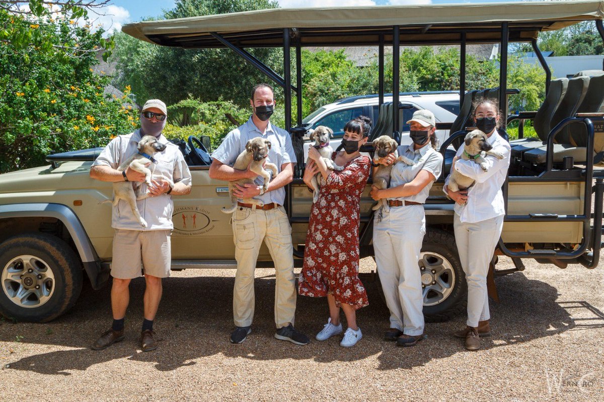 Welcoming Titan, Keno, Zack, Quin and Venus to the pack!  Together with The Treadright Foundation we have partnered with  Cheetah Outreach to ensure local communities can protect themselves and their livestock from top predators responsibly and sustainably.
#BushmansKloof  #susta