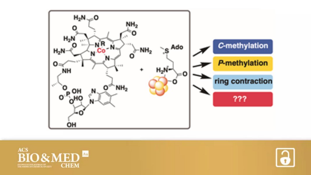 ACSBioMed's tweet photo. Evolution of Methods for the Study of Cobalamin-Dependent
Radical SAM Enzymes
A perspective on #RadicalSAM from Craig Townsend et al @ericasinner @JHUChemistry @JohnsHopkins @wittenberg
Open access in ACS Bio & Med Chem Au 👉 https://t.co/UI4bM2ht0c https://t.co/7VGUDMtoaj
