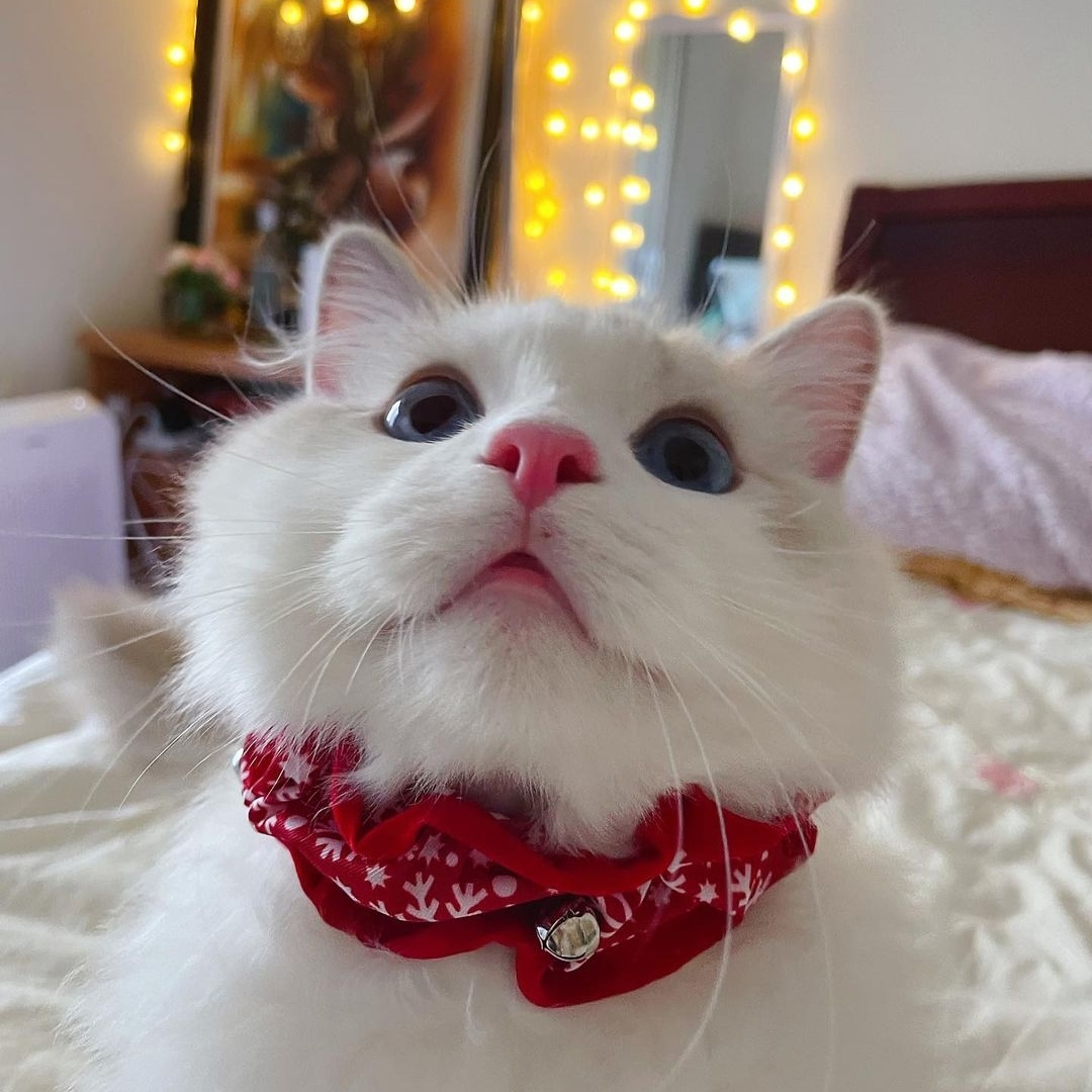 Coconut is ready for Snow ❄

📸: @meownuts_
Snowflake Ruff available through the link in our bio!

#boop #ragdolls #ragdollkitty #kitten #snowflake #snow #snowday #kittensofinstagram #boopmynose #catboops #cataccessories #dogaccessories #catcollar #dogcollar #huxleyandkent