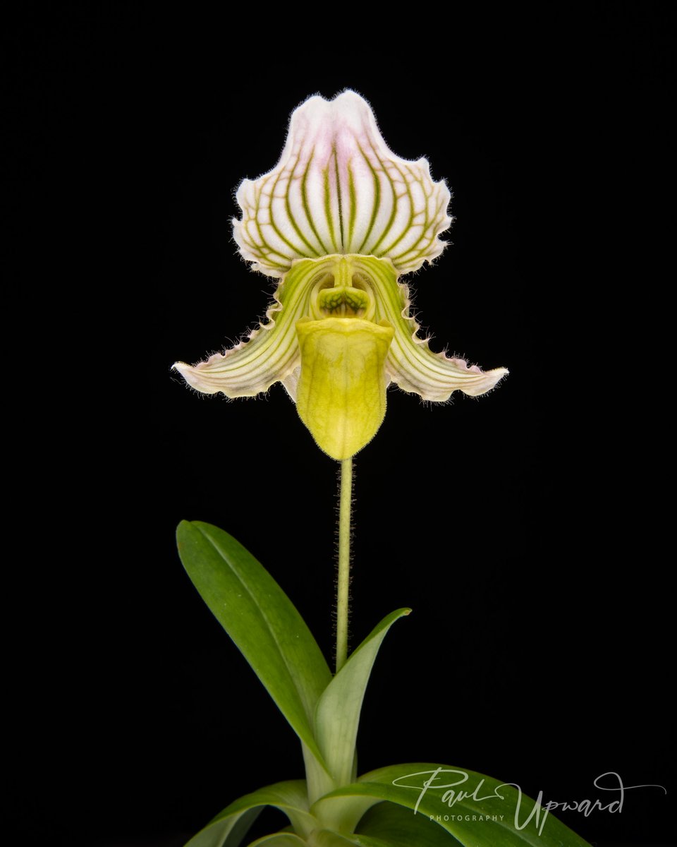 paulupward1's tweet image. Pleased with the first of two Paphiopedilum fairrieanum semi-album seedlings to flower this Christmas.
@orchidcommittee @BritPaphSociety @AmericanOrchid @BritishOrchidCo