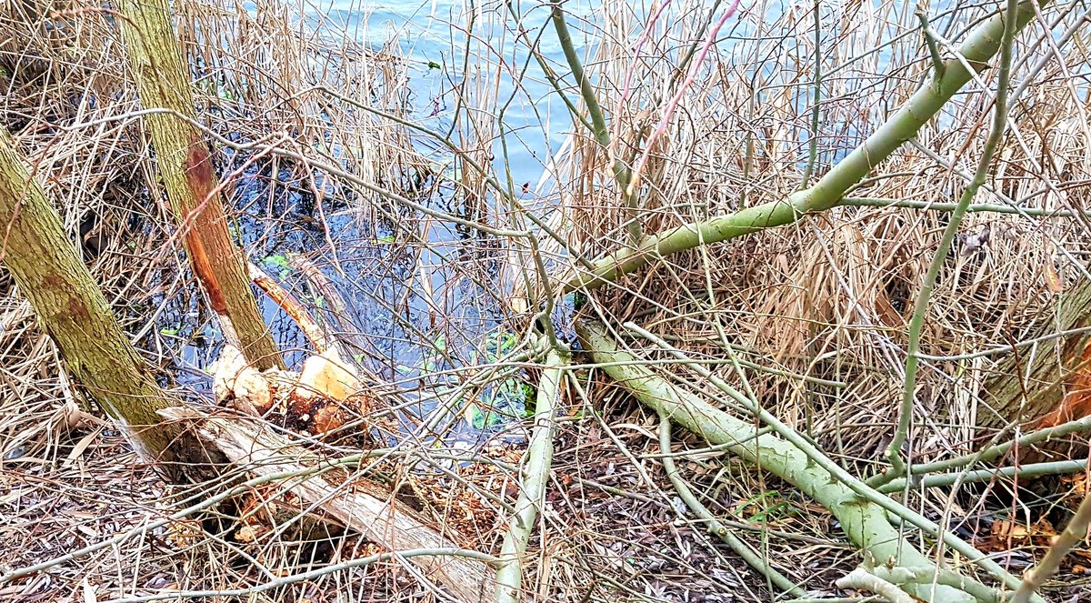 Opsporing verzocht: milieucriminelen! Misdrijf: omknagen, verminken en deels afvoeren diverse bomen. Plaats delict: Schapendam/#Woudrichem. Signalement: 75-90 cm lang, bruin behaard, platte, rubberachtige staart. Niet zelf benaderen, mogelijk bijtgevaarlijk!