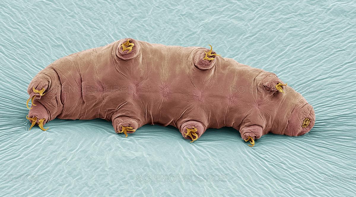 Tardigradopedia on Twitter: "@jesika55551 https://t.co/ZDOAN0fBCE" / Twitter