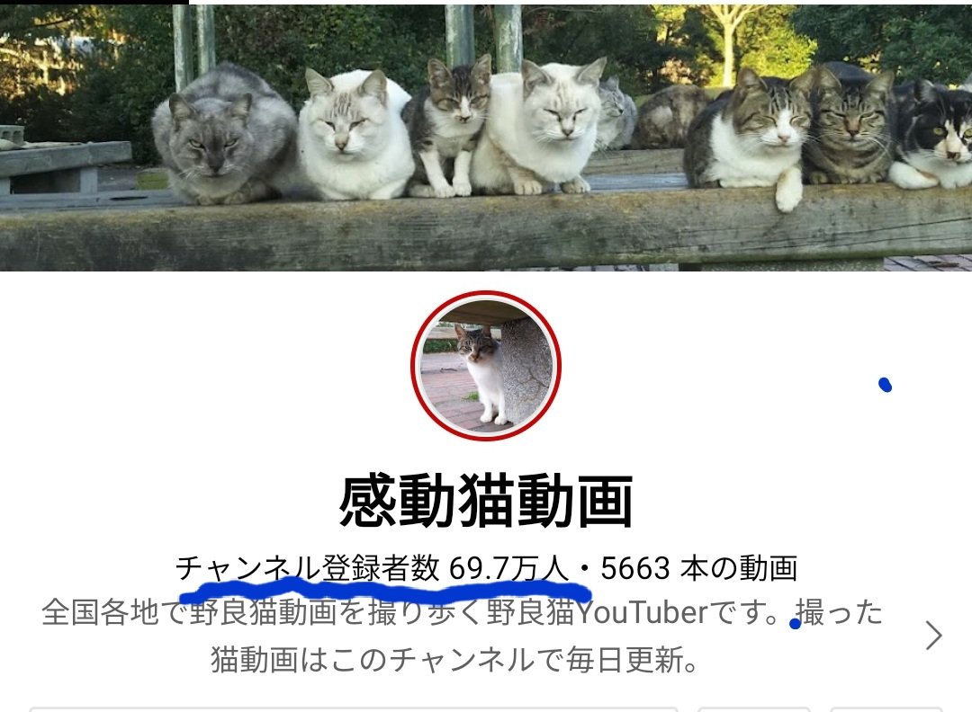 感動猫動画 あと1日 あと2300人行けるかな T Co Jc2zxerfrn Twitter