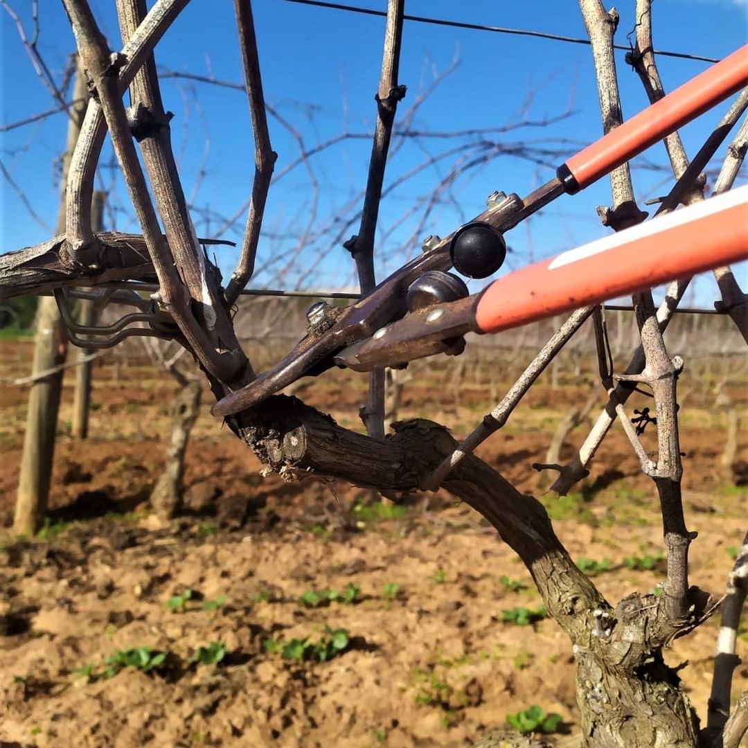 Even during the festive period, work in the #vineyard doesn’t stop.
We have been doing the #winter #pruning”, which guarantees two fundamental advantages for our #vines: the balance between the quantity and #quality of the #grapes and the ability of the vines to regenerate.