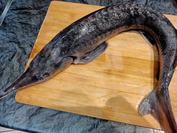 I caught a sterlet today! is it nothing that she was swimming in the store's aquarium !? 😅Do any of you<a href="/tag/adult"class="tags"><span>#adult</span></a><a href="/tag/camgirl"class="tags"><span>#camgirl</span></a><a href="/tag/nsfw"class="tags"><span>#nsfw</span></a>