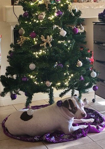 Me hopes you all have had a happy holidays! 💙🐶 #HappyHolidays #ZombieBullz #ZSHQ #SEASONSGREETINGS #ChristmasSeason #dogsoftwitter #dogs