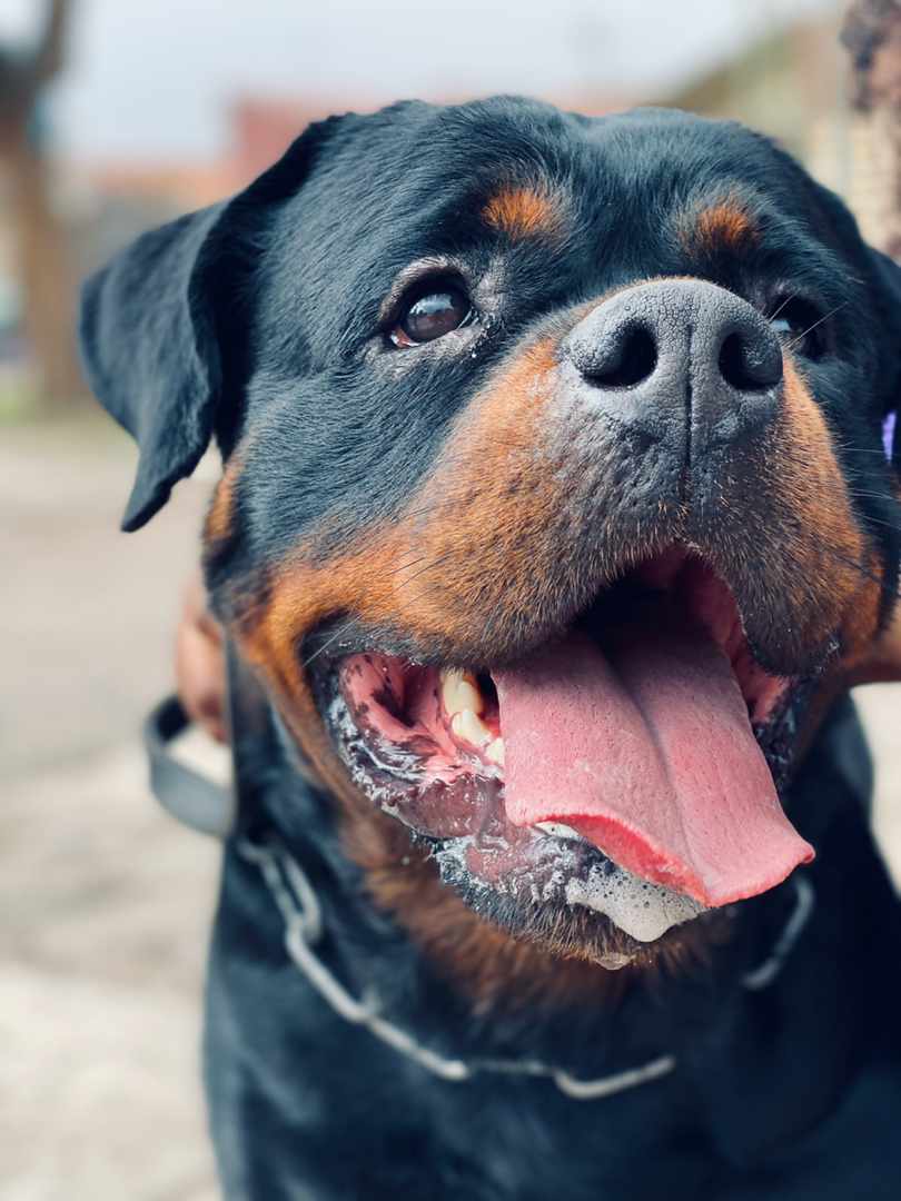 Ginapetstore's tweet photo. "Please come in, he is harmless"... He is just a puppy.😅😅😅.. a whole #Rottweiler. Don't trust the hype... Its fierce!!! #dog #rottweilerpuppy https://t.co/LNTFraYBWs