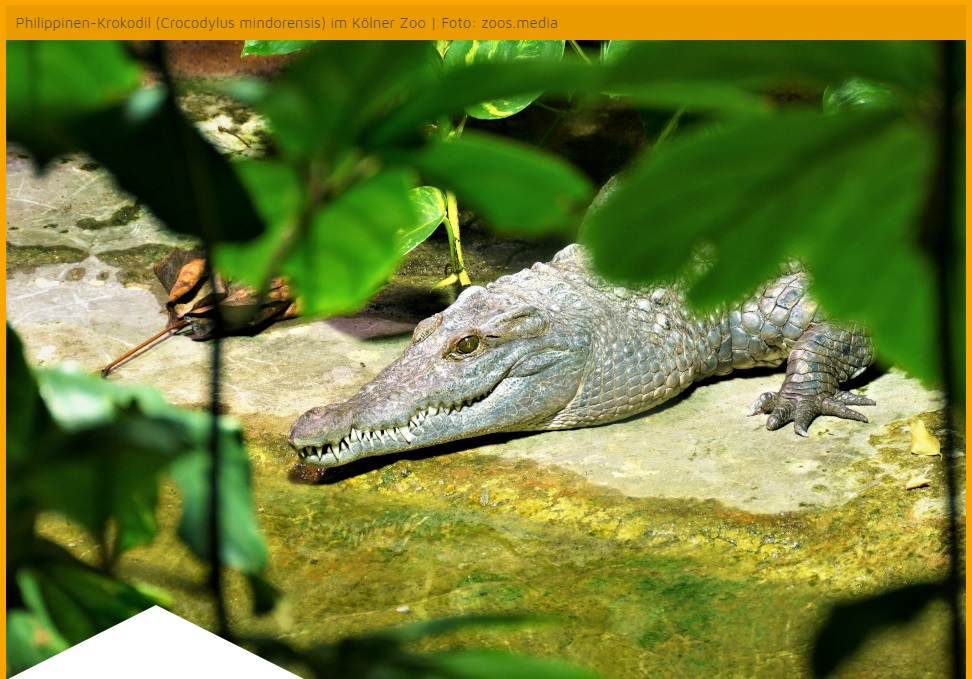 zoosmedia's tweet photo. Dank dem konsequenten Einsatz vom #OnePlanApproach , hat das #PhilippinenKrokodil nun etwas, das es vorher nicht mehr hatte: eine Zukunft 👉 https://t.co/mKKmsOz1v2

#krokodile #artenschutz #zoosmatter 🦓 https://t.co/D0uPKMI3E5