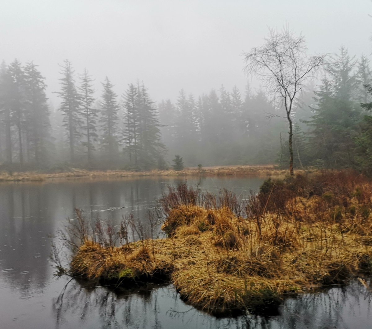 hastone47's tweet photo. Back to work. Grizedale looking stunning in the mist. #grizedaleforest #forestartworks #foresttime https://t.co/b6cVReODb9