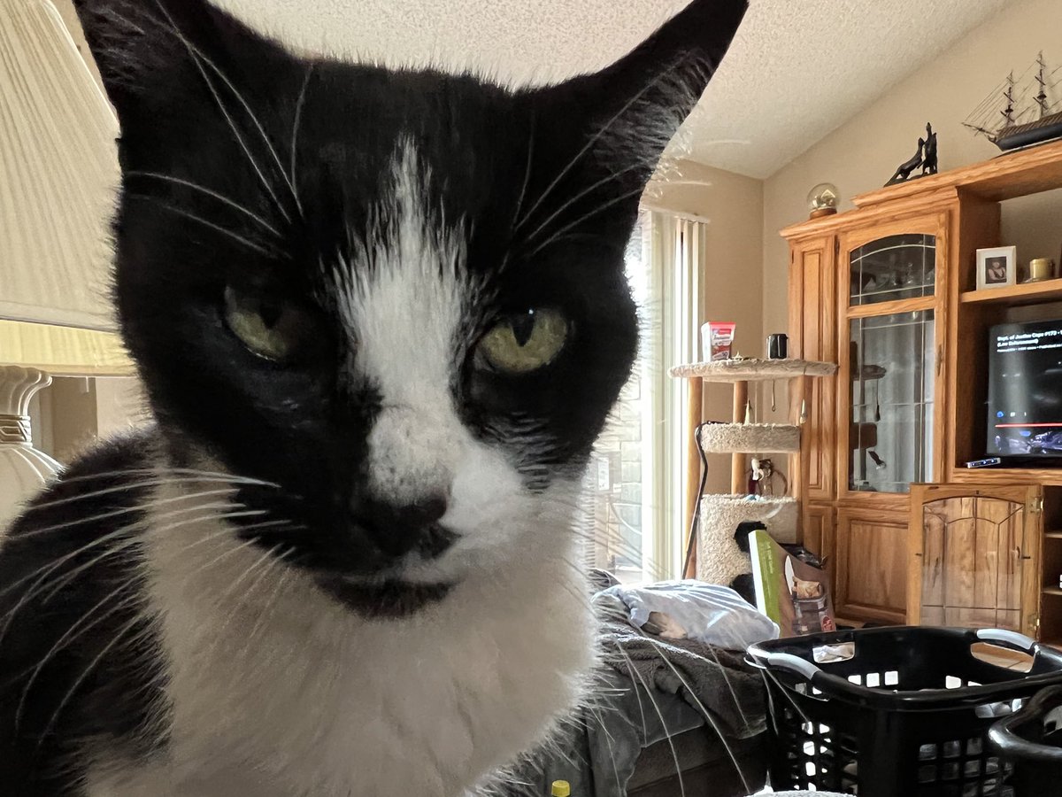 ballothecat's tweet photo. Good morning Twitter moms @GailCarangelo @Mouser33943163 @alwaysDemocrat7 i’m just going to sit here and stare at Dad until he stops working and does something about the rain #Bored #TiredOfBeingInside https://t.co/Z4fz6Wyt9L