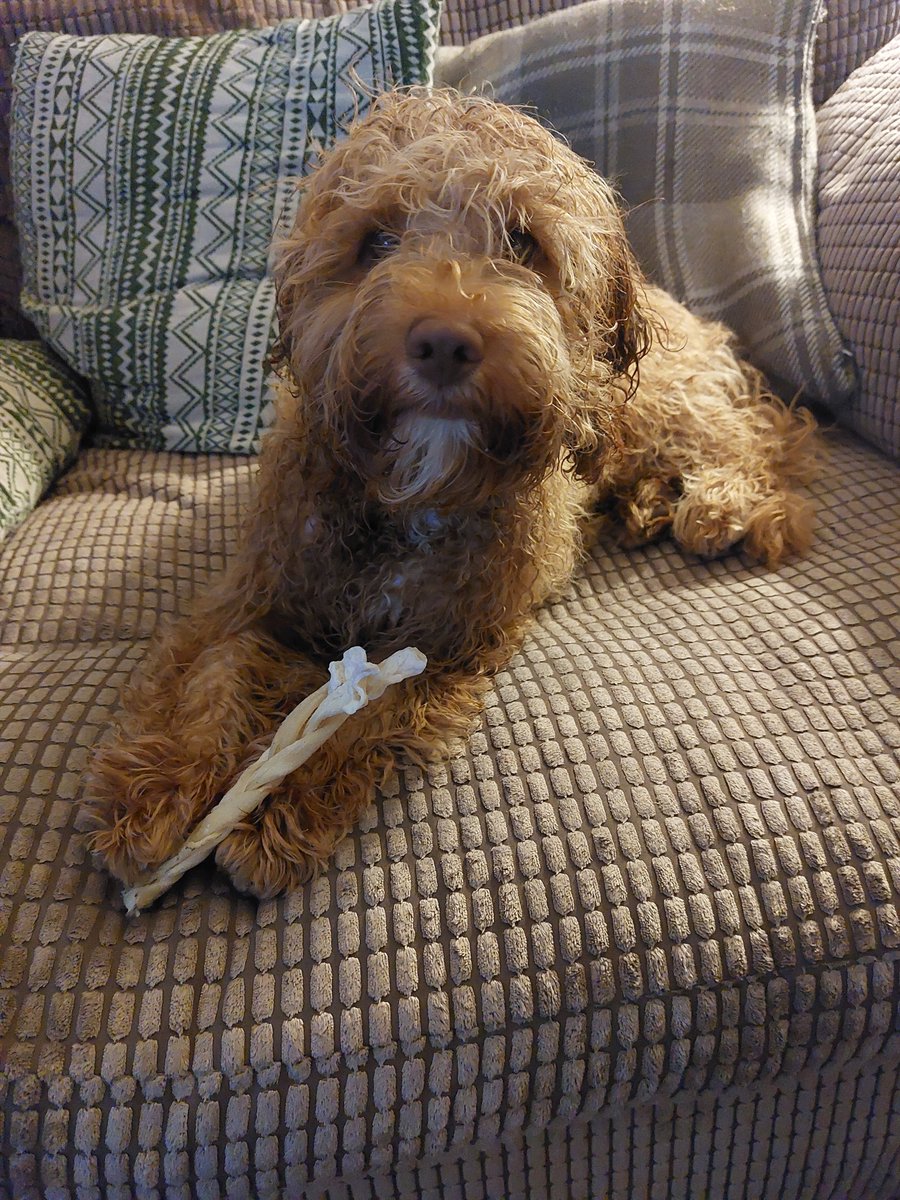 kimba1801's tweet photo. After bath fur #maxthecockapoo #puppy #ItsADogsLife https://t.co/ed6Y88Db0u