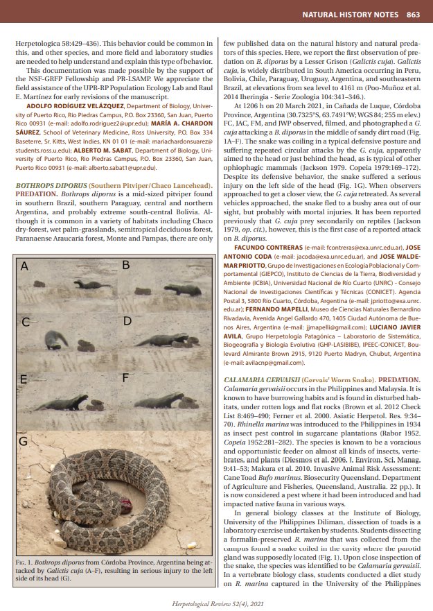 SERPIENTESENPR's tweet photo. Le compartimos nuestras publicaciones más recientes para la revista científica Herp Review. Dos notas en la sección de Historia Natural relacionadas a la Boa puertorriqueña y la culebra corredora.

 #HerpReview #Snake #NaturalHistory #Biology #Ecology #Herpetology #Tropics https://t.co/LYtjnz3y2A