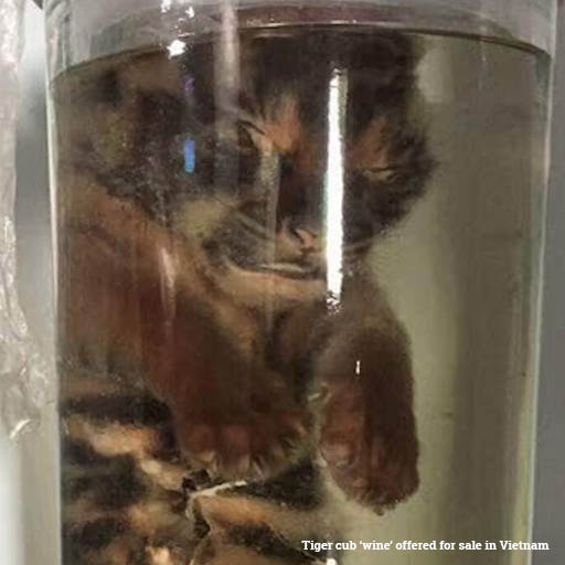 EIA_News's tweet photo. #Tiger farms doing little to end wild #poaching, #Vietnam study shows
https://t.co/h92J8AHyeI
'All tiger farming has done is increase the accessibility & acceptability of tiger parts and made a lot of money for criminal enterprises & wealthy businesspersons' - Debbie Banks, EIA https://t.co/1i9yVOZ2qy